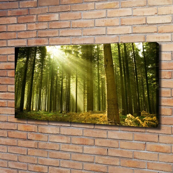 Canvas wall art a pine forest