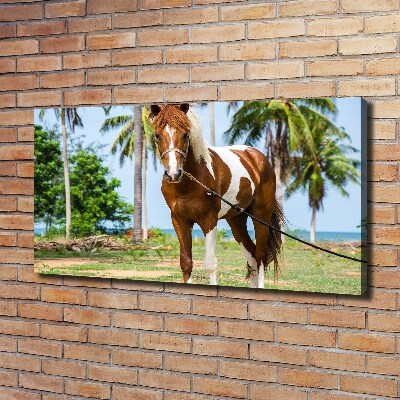 Canvas wall art Spotted horse