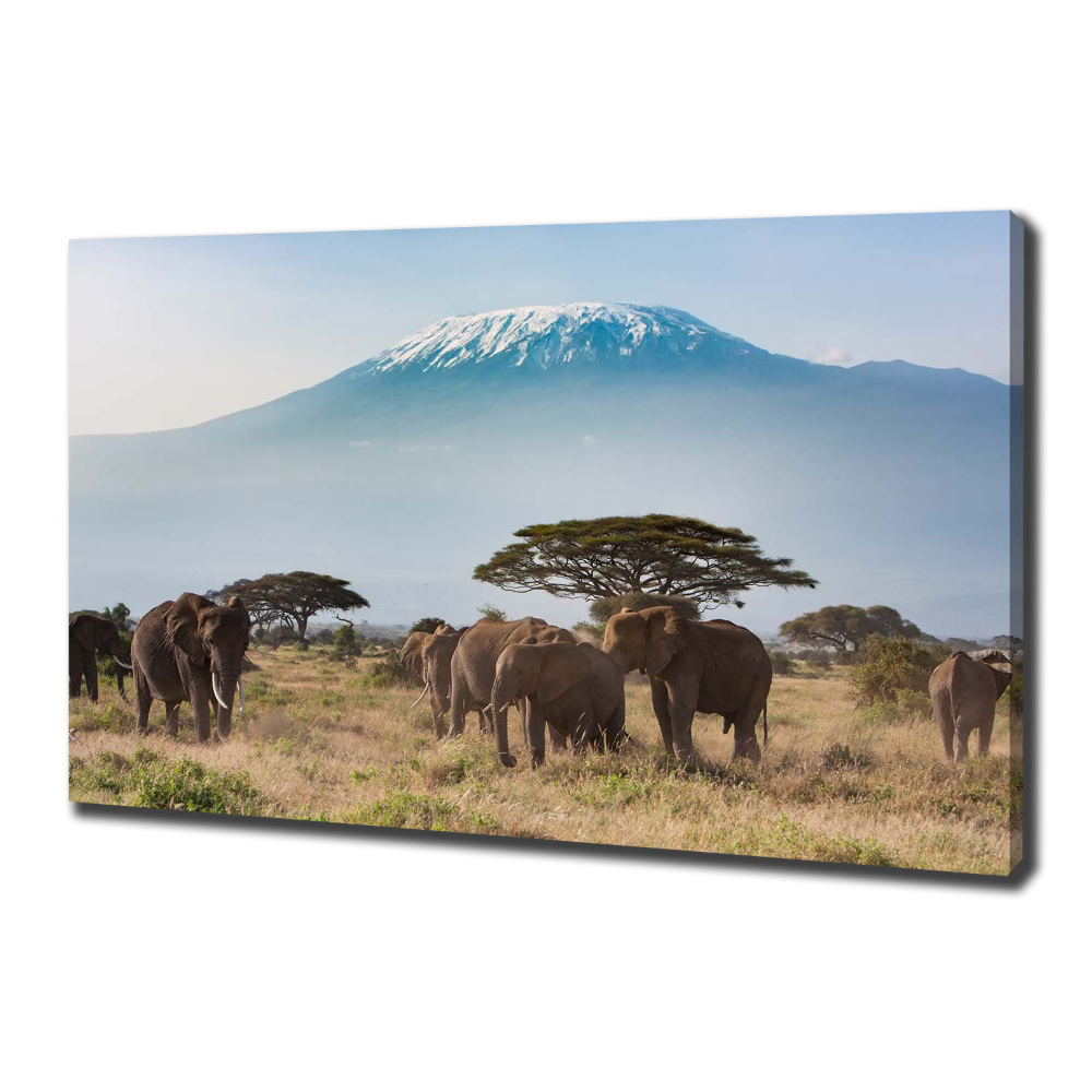 Canvas wall art Kilimanjaro elephants