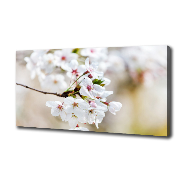 Canvas wall art Cherry blossoms