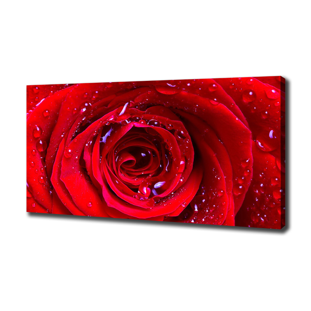 Canvas wall art Rose flower