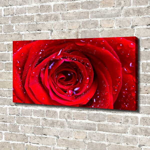 Canvas wall art Rose flower