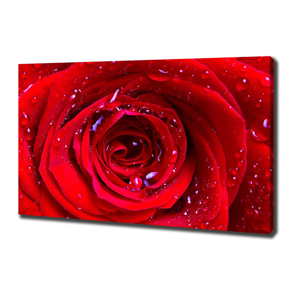 Canvas wall art Rose flower