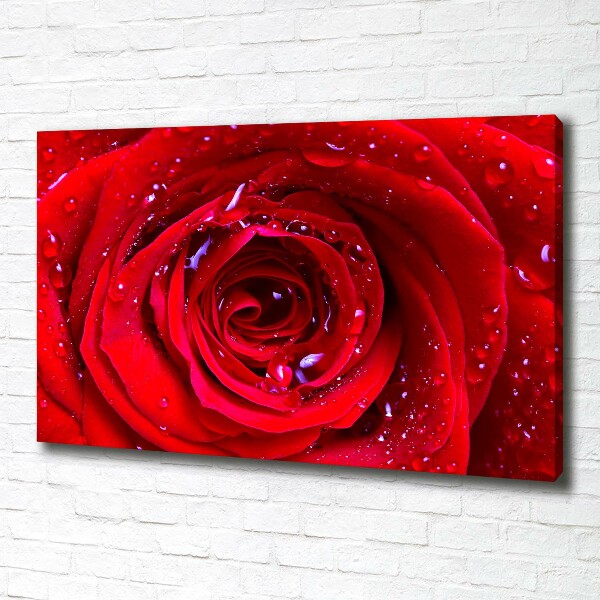 Canvas wall art Rose flower