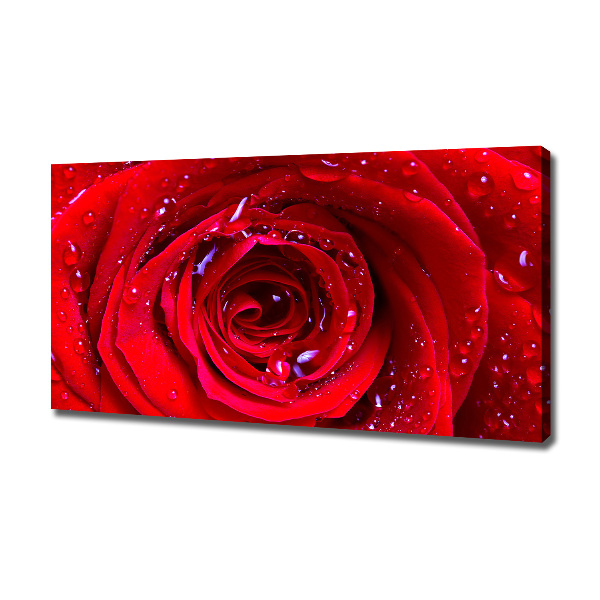 Canvas wall art Rose flower