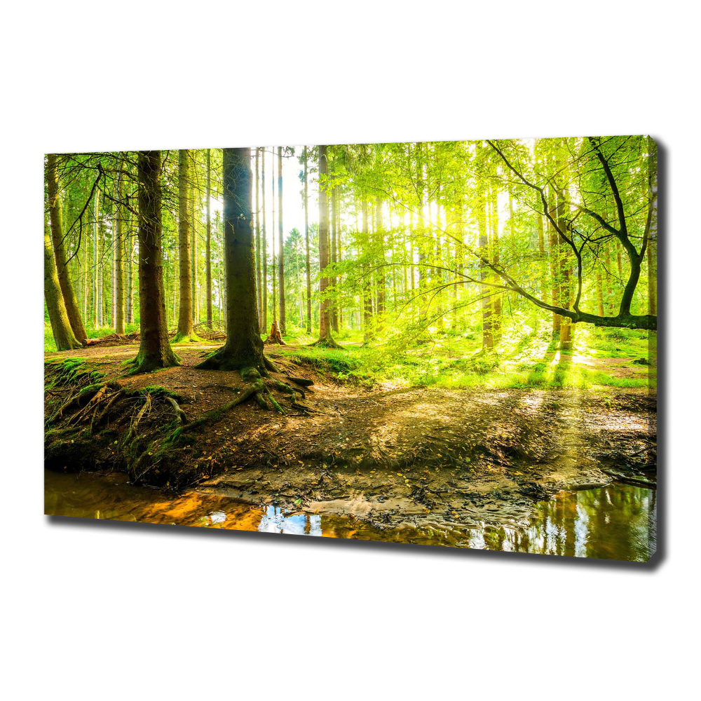 Canvas wall art Rays of the sun forest