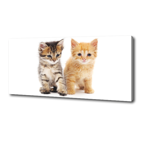 Canvas wall art Brown and red cat