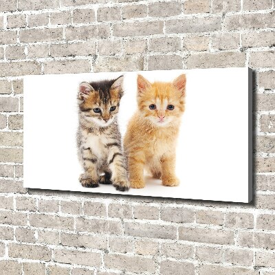 Canvas wall art Brown and red cat