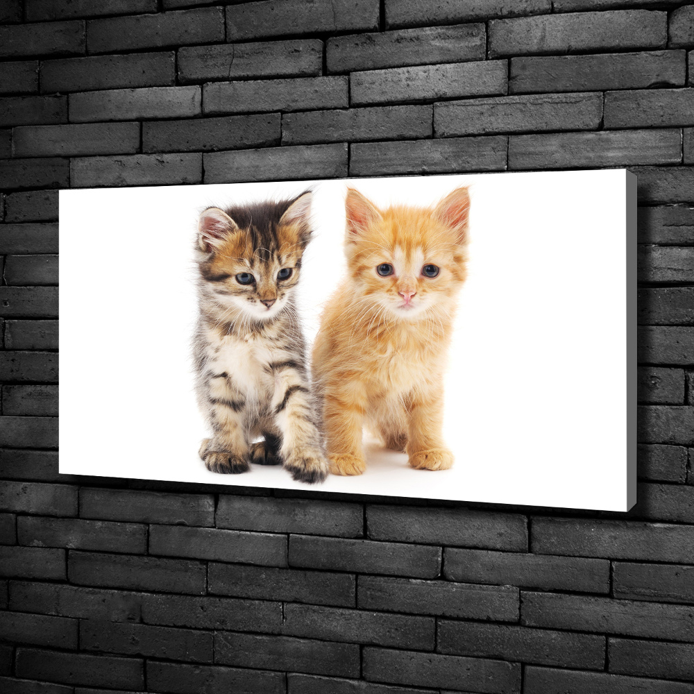 Canvas wall art Brown and red cat