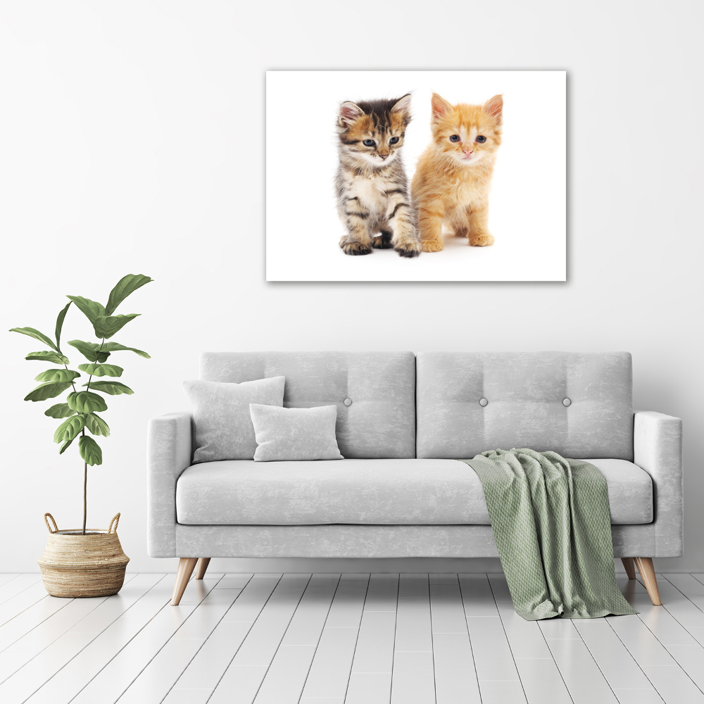 Canvas wall art Brown and red cat