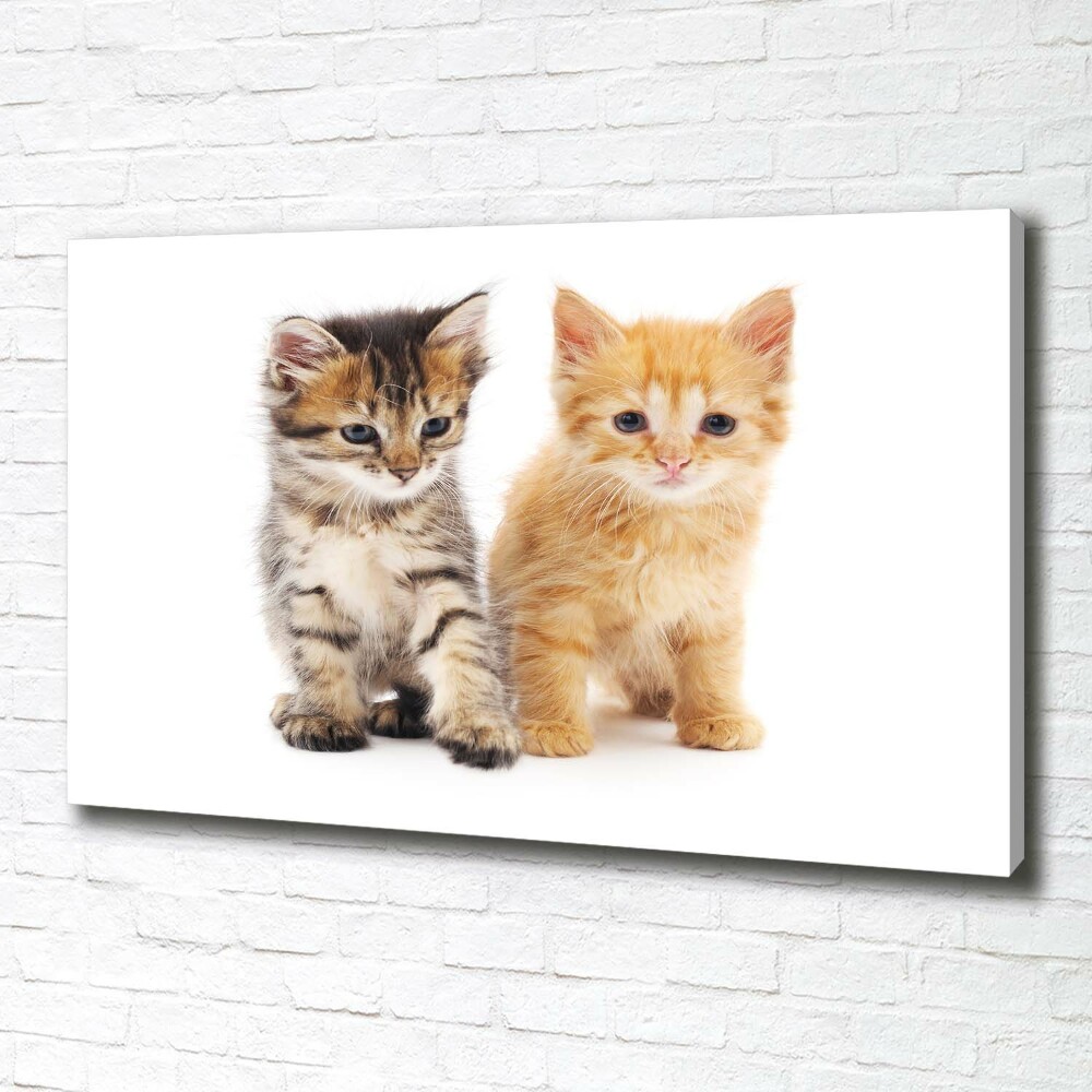 Canvas wall art Brown and red cat