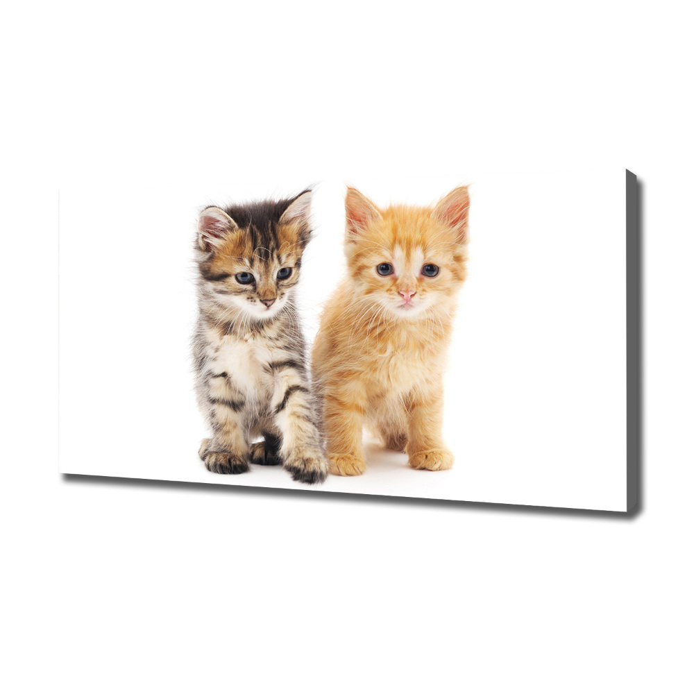 Canvas wall art Brown and red cat