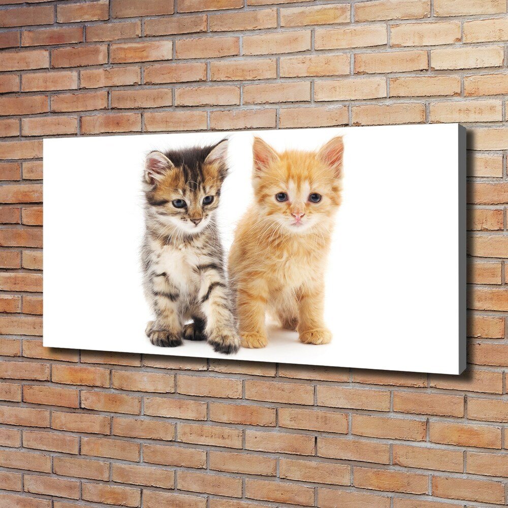 Canvas wall art Brown and red cat