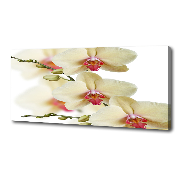 Canvas wall art Orchid