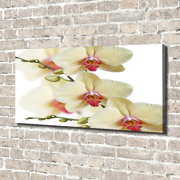 Canvas wall art Orchid