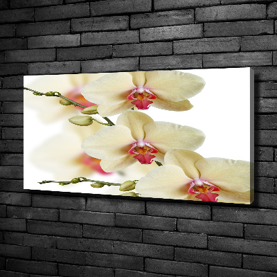 Canvas wall art Orchid