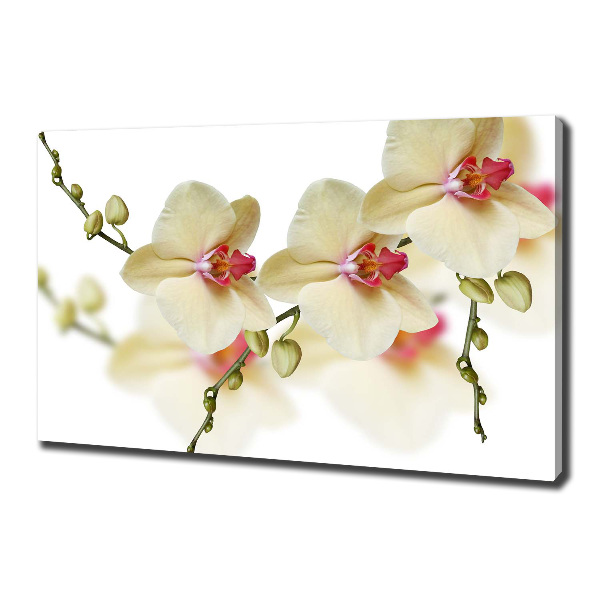 Canvas wall art Orchid