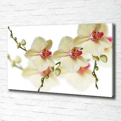 Canvas wall art Orchid