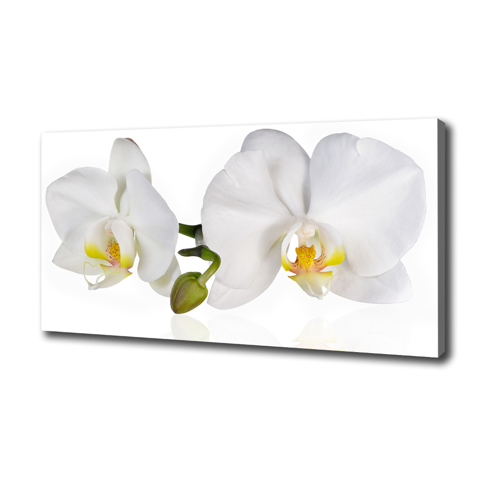 Canvas wall art Orchid