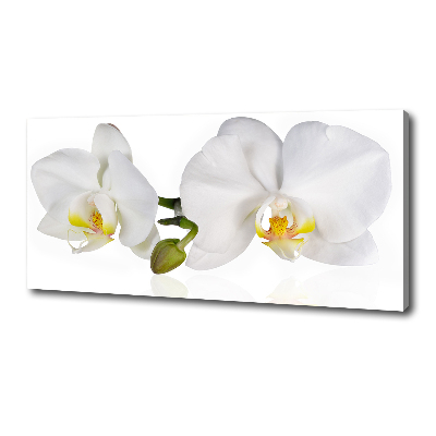 Canvas wall art Orchid