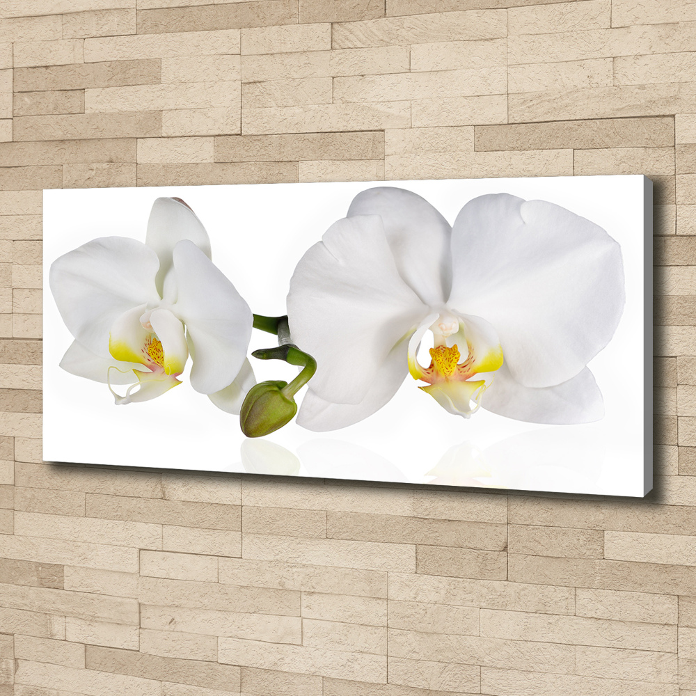 Canvas wall art Orchid