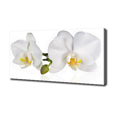 Canvas wall art Orchid