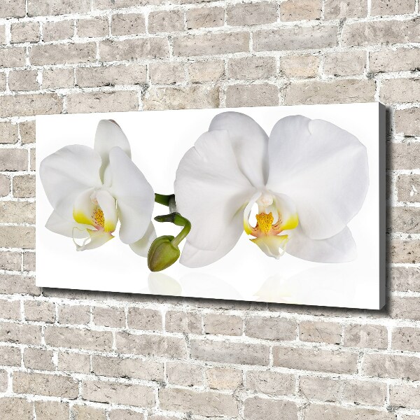 Canvas wall art Orchid