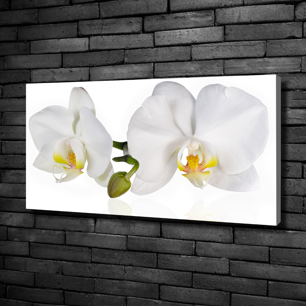 Canvas wall art Orchid