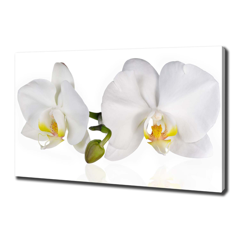 Canvas wall art Orchid