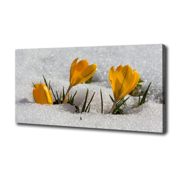 Canvas wall art Crocuses in the snow