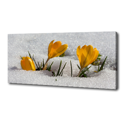 Canvas wall art Crocuses in the snow