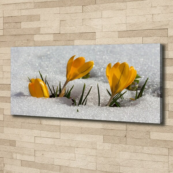 Canvas wall art Crocuses in the snow