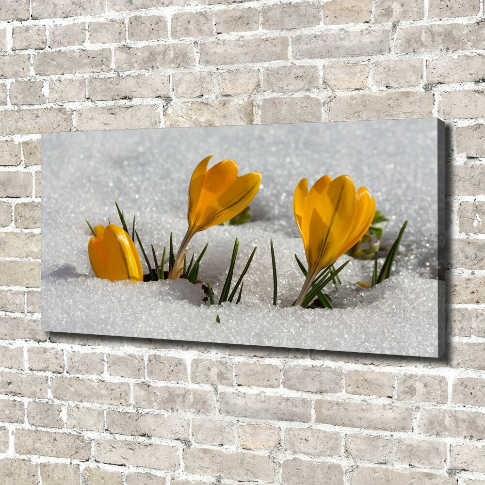 Canvas wall art Crocuses in the snow