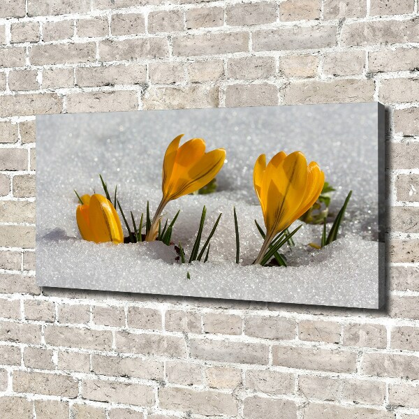 Canvas wall art Crocuses in the snow