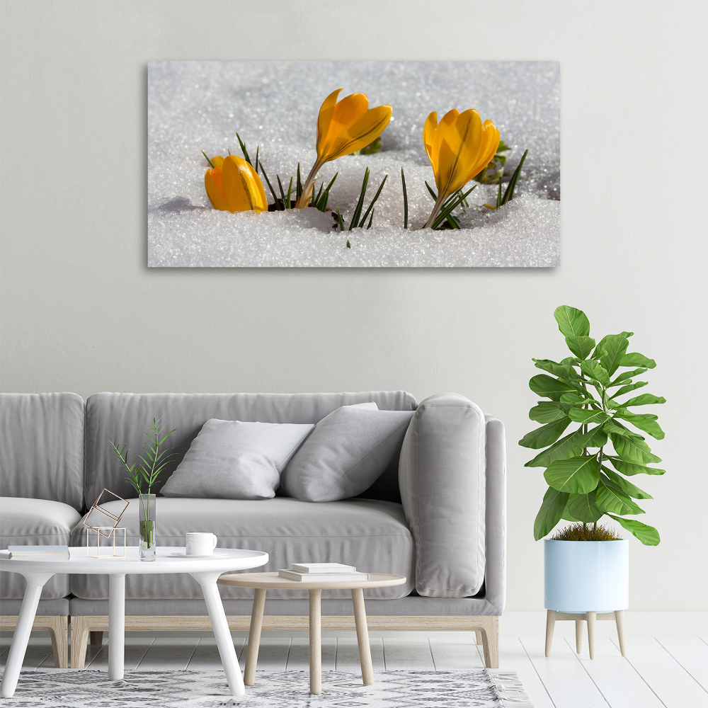 Canvas wall art Crocuses in the snow