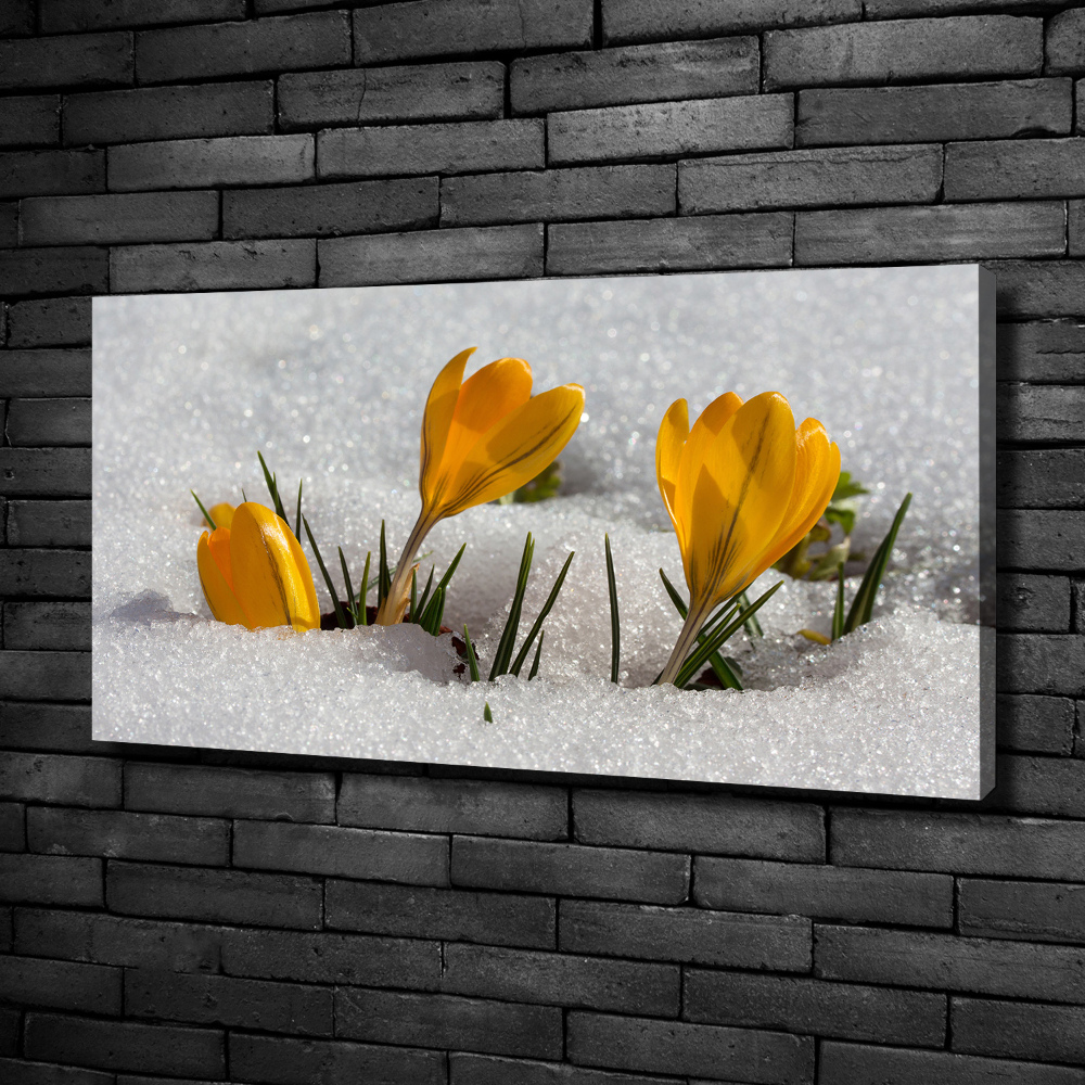 Canvas wall art Crocuses in the snow