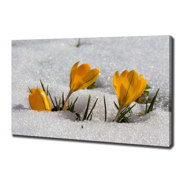 Canvas wall art Crocuses in the snow