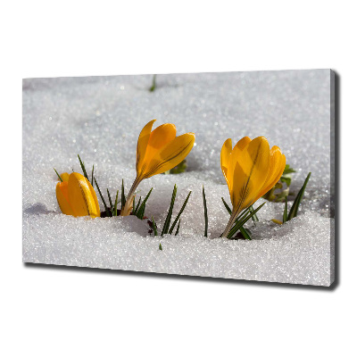 Canvas wall art Crocuses in the snow