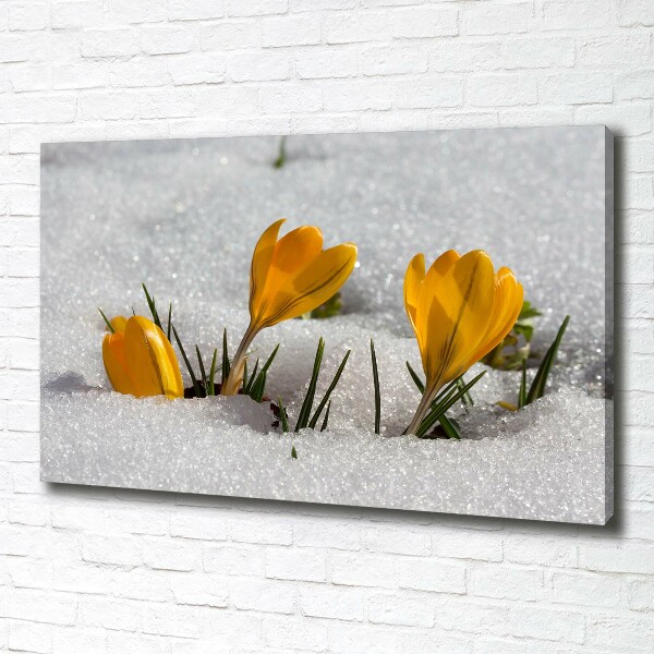 Canvas wall art Crocuses in the snow