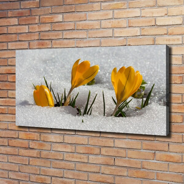 Canvas wall art Crocuses in the snow