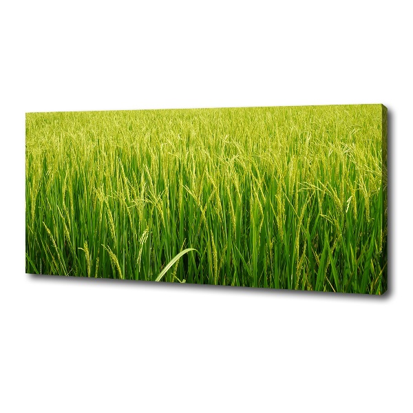 Canvas wall art Rice field