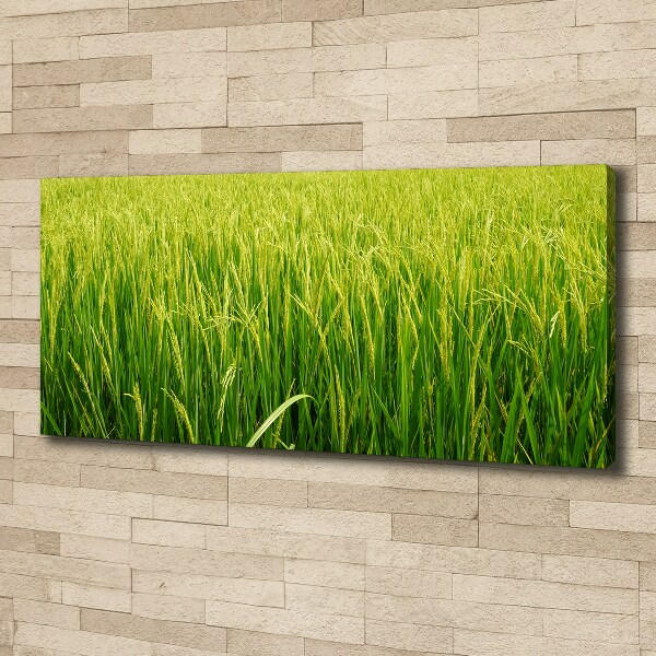 Canvas wall art Rice field