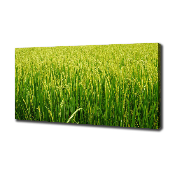 Canvas wall art Rice field