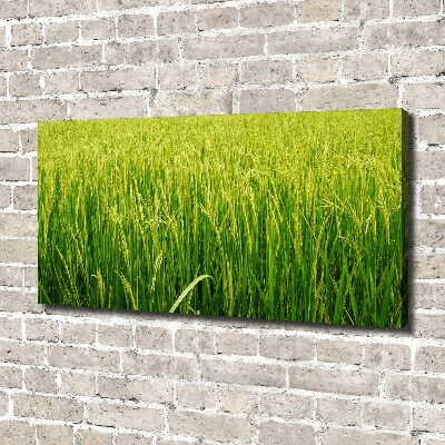 Canvas wall art Rice field