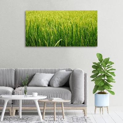 Canvas wall art Rice field