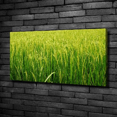 Canvas wall art Rice field