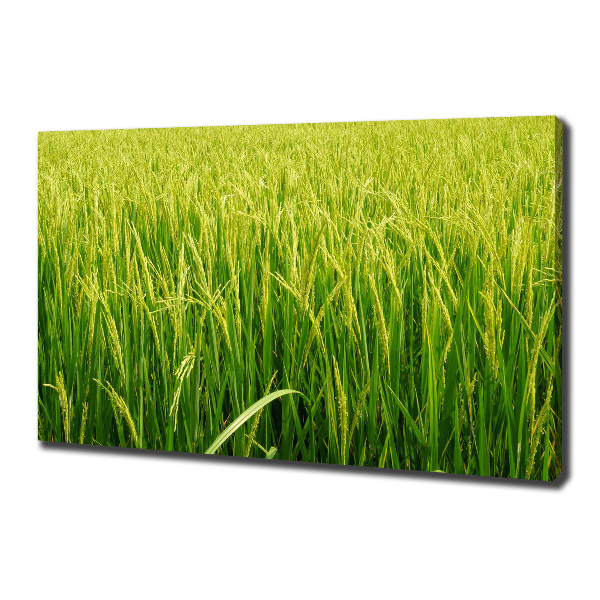 Canvas wall art Rice field