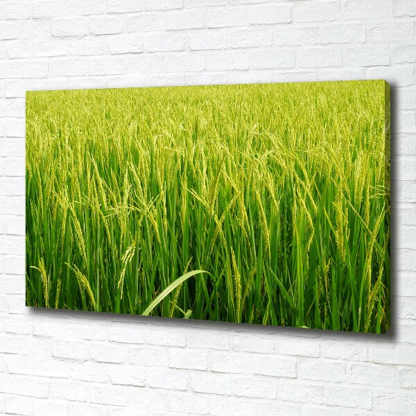 Canvas wall art Rice field