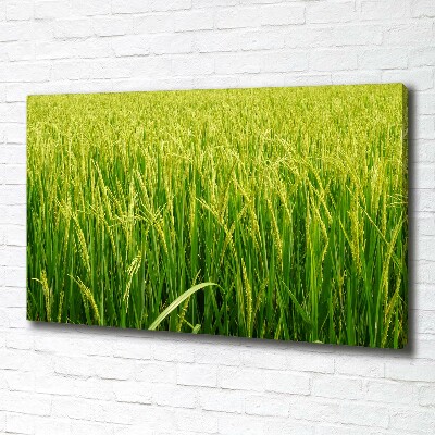 Canvas wall art Rice field