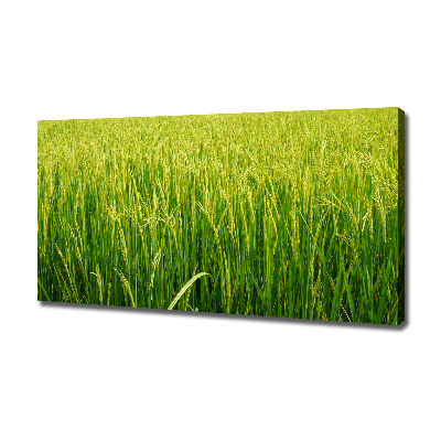 Canvas wall art Rice field